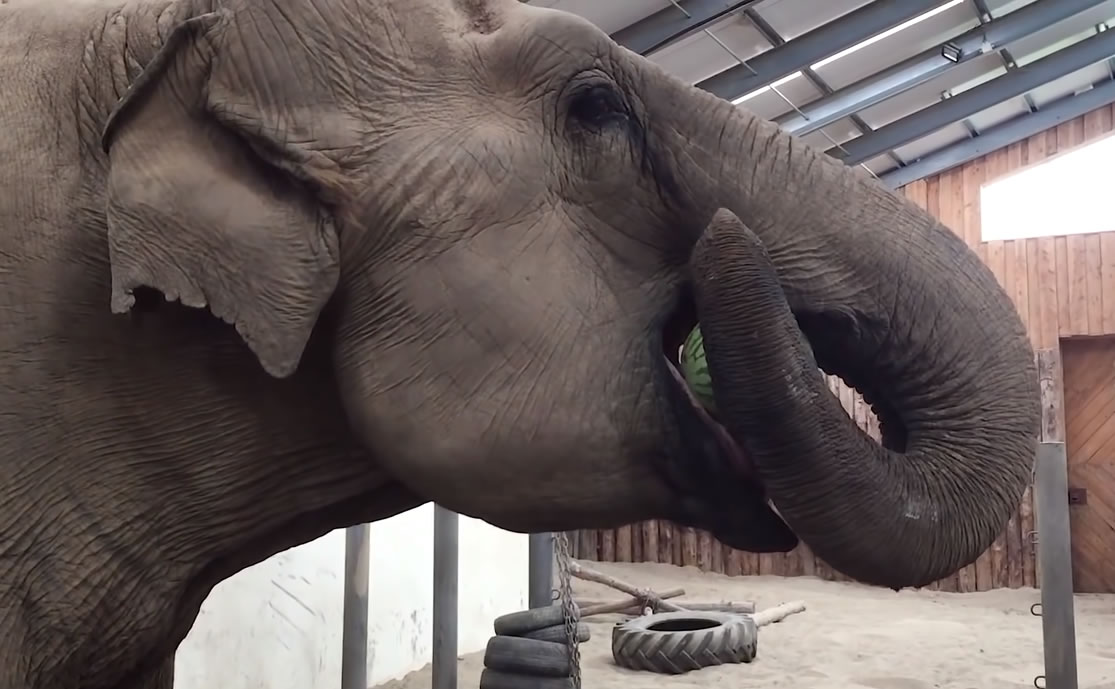 porque o elefante passa tanto tempo mastigando